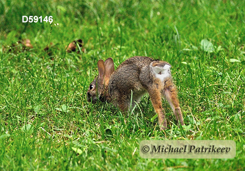 Eastern Cottontail (Sylvilagus floridanus)